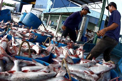 Cẩn trọng trước biến động của giá cá tra 